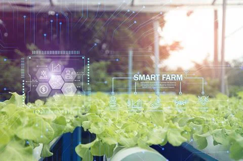The concept of using AI and smart farming.. Stock Photos