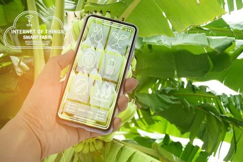 The concept of using AI and smart farming.. Stock Photos