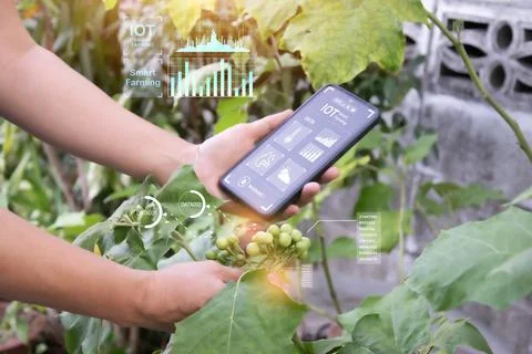 The concept of using AI and smart agriculture to increase productivity and .. Stock Photos