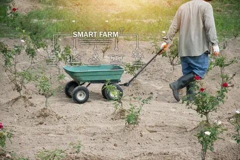 The concept of using AI and smart agriculture to increase productivity and .. Stock Photos