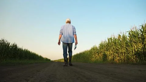 Concept using modern technologies corn field, technologies modern production Stock Photos