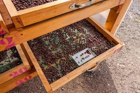 Concept various stages of drying and peeling. Coffee beans showing from gre.. Stock Photos