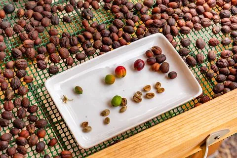 Concept various stages of drying and peeling. Coffee beans showing from gre.. Stock Photos