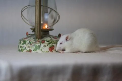The concept is warm. White mouse on the table. White rat. 写真素材