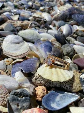 The concept of a wedding. Gold ring on a seashell Stock Photos