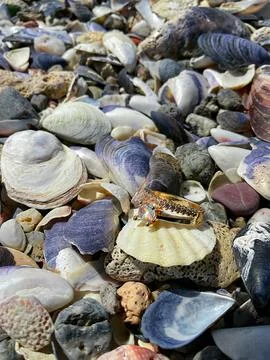 The concept of a wedding. Gold ring on a seashell Stock Photos
