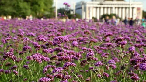 Concept weekend in city park. Bee and flowers lavender color, dolly Left Right Stock Footage 71800813