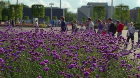Concept weekend in city park. Bee and flowers lavender color, dolly Left Right Stock Footage 71801160