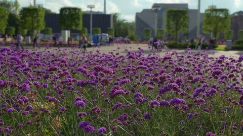 Concept weekend in city park. Bee and flowers lavender color, dolly Left Right Stock-Footage 71801855