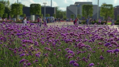 Concept weekend in city park. Bee and flowers lavender color, dolly Right Left Video stock 71802785