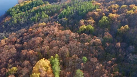 The concept of wildlife, forest lands. The trees are covered with yellow, red Stock Footage 163365720