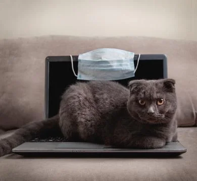 The concept of working at home Stock Photos