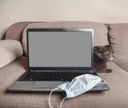 The concept of working at home Stock Photos