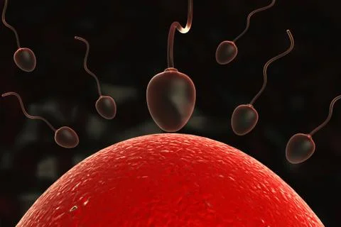 Conception - sperm and egg in uterus Stock Illustration