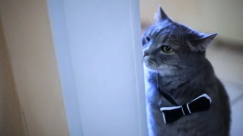 Concepts and ideas cat in black bow tie Stock Footage 74026683