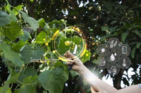 Concepts of using AI and smart farming, increasing productivity and control.. Stock Photos