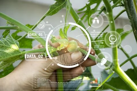 Concepts of using AI and smart farming, increasing productivity and control.. Stock Photos