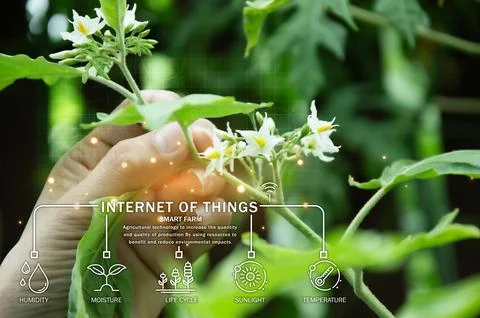 Concepts of using AI and smart farming, analysis and increasing productivity. Stock Photos