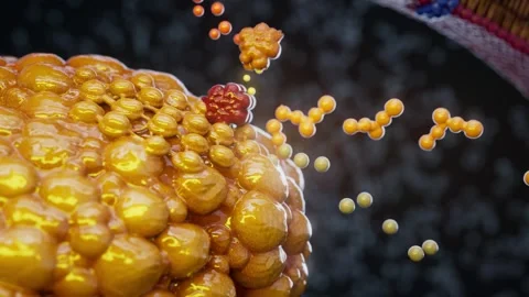 Conceptual 3D animation of an adipocyte releasing fatty acids Stock Footage 336526382