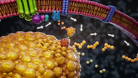 Conceptual 3D animation of adrenaline triggering fat breakdown in an adipocyt Stock Footage 335679125