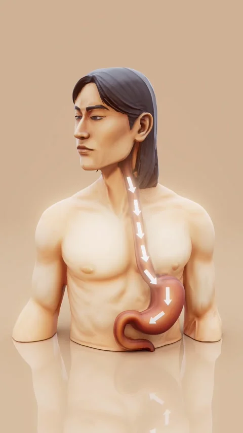 Conceptual 3D animation of an Asian man with digestive system anatomy Stock Footage 337393521