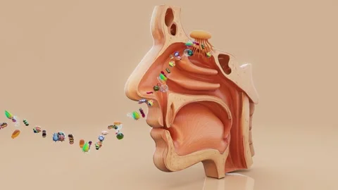 Conceptual 3D animation of bacteria entering through the nose Stock Footage 311443846