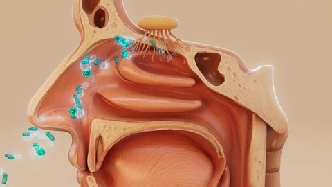 Conceptual 3D animation of bacteria entering through the nose Stock Footage 311443930