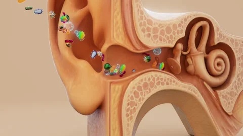Conceptual 3D animation of bacteria infecting the human ear Stock Footage 311443396