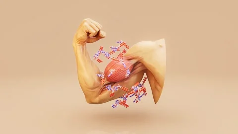 Conceptual 3D animation of biceps contraction with ATP molecules Stock Footage 331769127