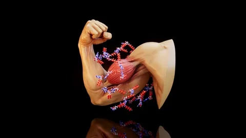 Conceptual 3D animation of biceps contraction with ATP molecules Stock Footage 331769134