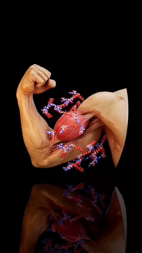 Conceptual 3D animation of biceps contraction with ATP molecules Stock Footage 335679130