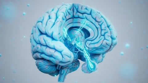 Conceptual 3D animation of a brain cross section with hypothalamic-pituitary  Stock Footage 341278039