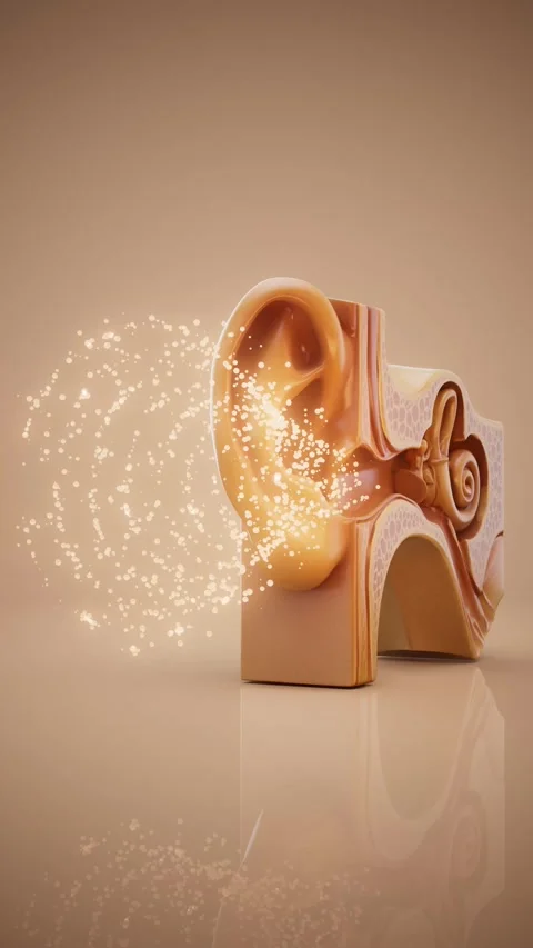 Conceptual 3D animation of ear anatomy and sound transmission Stock Footage 337870312