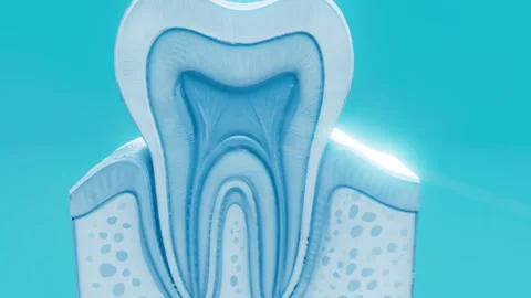 Conceptual 3D animation of a human tooth anatomy Stock Footage 317980062