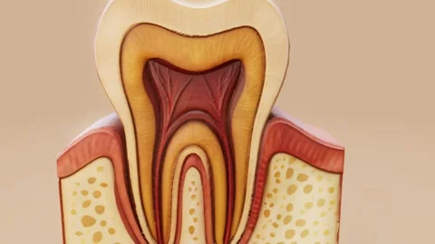 Conceptual 3D animation of a human tooth anatomy Stock Footage 317980073