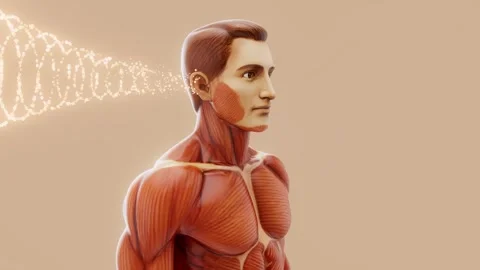 Conceptual 3D animation of a man's anatomy and hearing sense Stock Footage 310181700