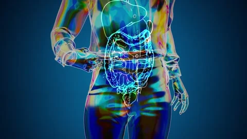 Conceptual 3D animation of a woman's gut Stock Footage 310950281