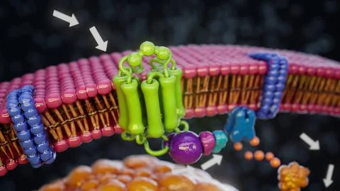 Conceptual 3D illustration of adrenaline triggering fat breakdown in an adipo Stockillustratie