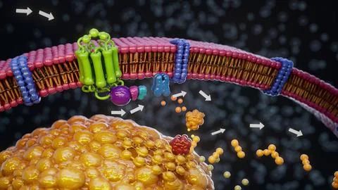 Conceptual 3D illustration of adrenaline triggering fat breakdown in an adipo Stockillustratie