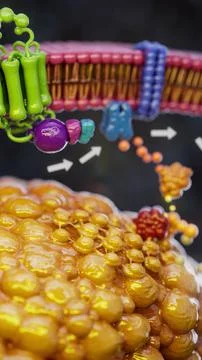 Conceptual 3D illustration of adrenaline triggering fat breakdown in an adipo Stockillustratie