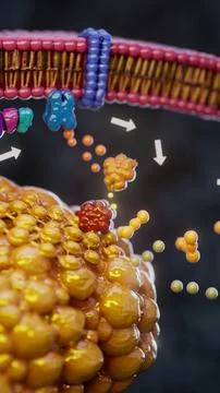 Conceptual 3D illustration of adrenaline triggering fat breakdown in an adipo Stockillustratie