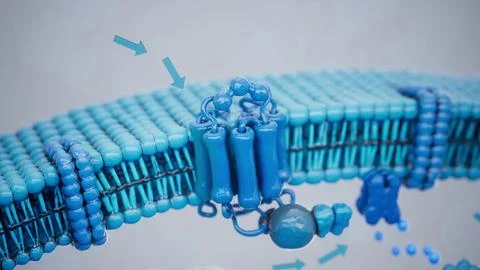 Conceptual 3D illustration of adrenaline triggering lipolysis inside a fat ce Stock Illustration