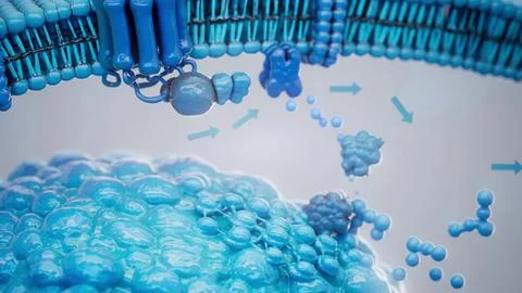 Conceptual 3D illustration of adrenaline triggering lipolysis inside a fat ce Stock Illustration