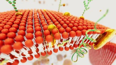 Conceptual 3D illustration of a cell membrane Stock Illustration