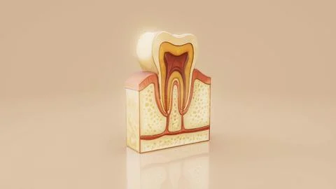Conceptual 3D illustration of a human tooth anatomy Stock Illustration