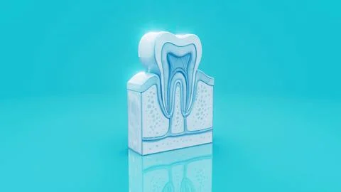Conceptual 3D illustration of a human tooth anatomy Stock Illustration