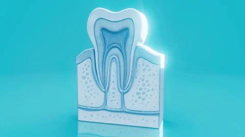 Conceptual 3D illustration of a human tooth anatomy Stock Illustration