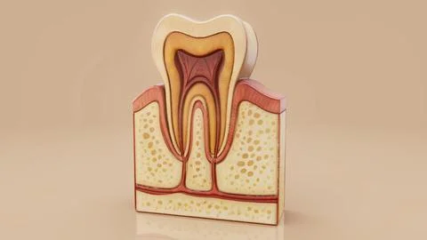 Conceptual 3D illustration of a human tooth anatomy Stock Illustration