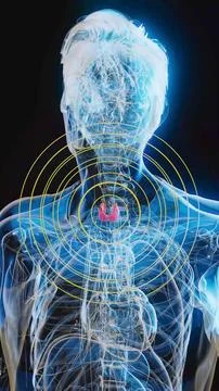 Conceptual 3D illustration of an x-ray man with visible thyroid gland in vert Stock Illustration