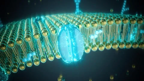 Conceptual animation of the cell plasma membrane Stock Footage 304904557